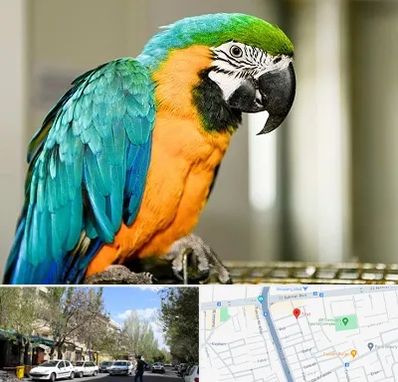 داروخانه شبانه روزی پرندگان در کوی فیروز تبریز