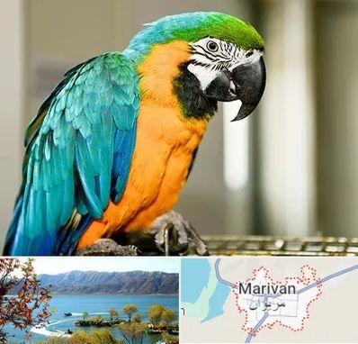 داروخانه شبانه روزی پرندگان در مریوان