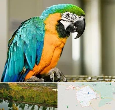 داروخانه شبانه روزی پرندگان در بهبهان