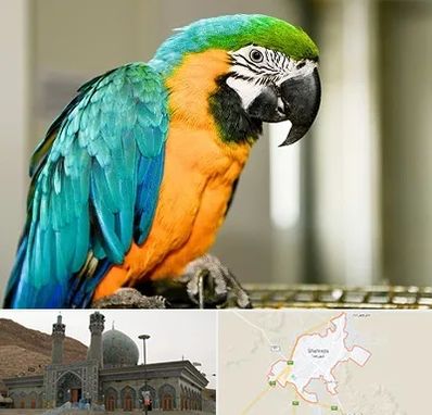 داروخانه شبانه روزی پرندگان در شهرضا