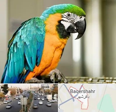 داروخانه شبانه روزی پرندگان در باقرشهر