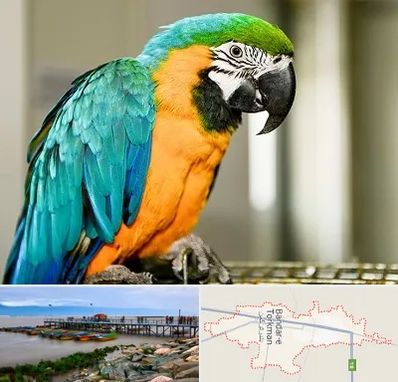 داروخانه شبانه روزی پرندگان در بندر ترکمن