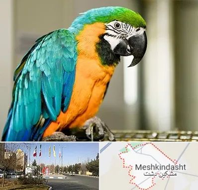 داروخانه شبانه روزی پرندگان در مشکین دشت