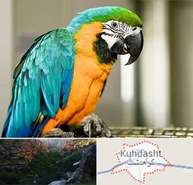 داروخانه شبانه روزی پرندگان در کوهدشت
