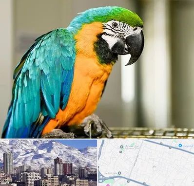 داروخانه شبانه روزی پرندگان در ازگل