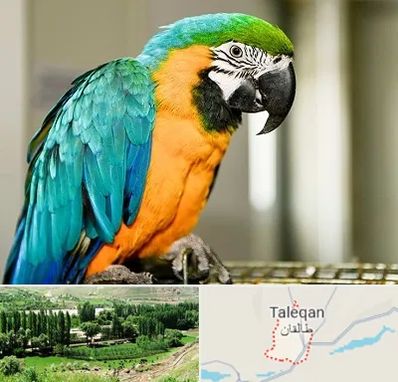 داروخانه شبانه روزی پرندگان در طالقان