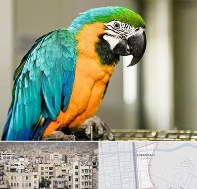 داروخانه شبانه روزی پرندگان در اسکندری