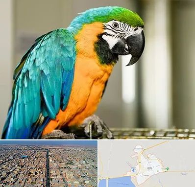 داروخانه شبانه روزی پرندگان در بندر ماهشهر