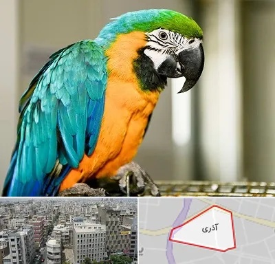 داروخانه شبانه روزی پرندگان در آذری