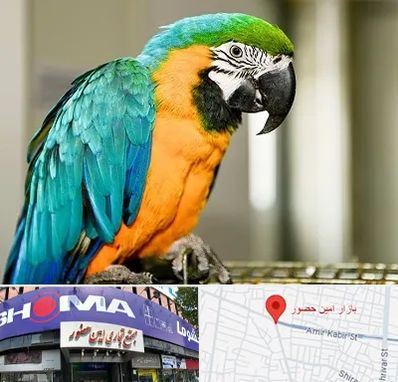 داروخانه شبانه روزی پرندگان در امین حضور