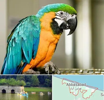 داروخانه شبانه روزی پرندگان در عباس آباد