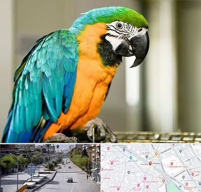 داروخانه شبانه روزی پرندگان در خیابان زند شیراز