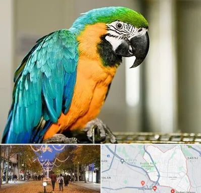 داروخانه شبانه روزی پرندگان در ولیعصر ارومیه