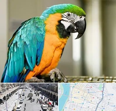 داروخانه شبانه روزی پرندگان در نادری اهواز