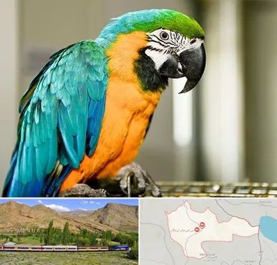 داروخانه شبانه روزی پرندگان در خاش