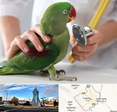 درمانگاه شبانه روزی پرندگان در تایباد