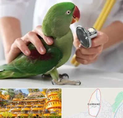 درمانگاه شبانه روزی پرندگان در دربند