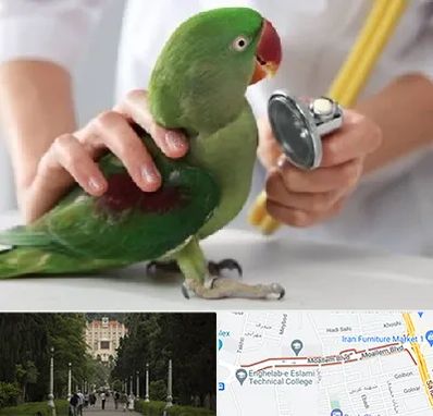 درمانگاه شبانه روزی پرندگان در بلوار معلم رشت 