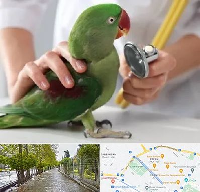 درمانگاه شبانه روزی پرندگان در خیابان ارم شیراز