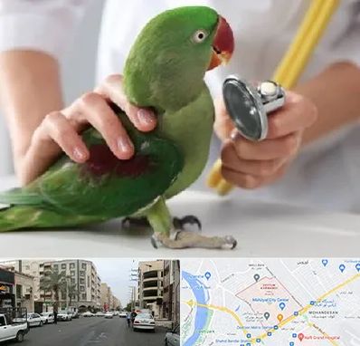 درمانگاه شبانه روزی پرندگان در زیتون کارمندی اهواز