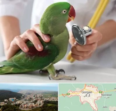 درمانگاه شبانه روزی پرندگان در گرگان