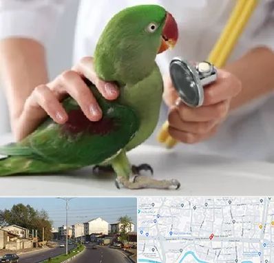 درمانگاه شبانه روزی پرندگان در ضیابری رشت