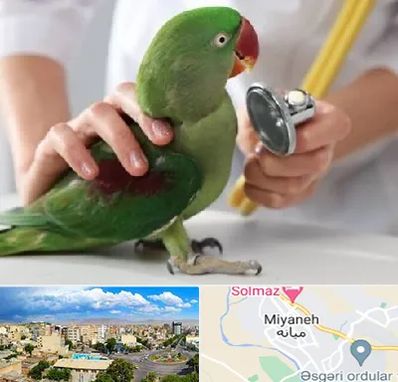 درمانگاه شبانه روزی پرندگان در میانه