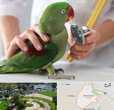 درمانگاه شبانه روزی پرندگان در مهرشهر کرج 