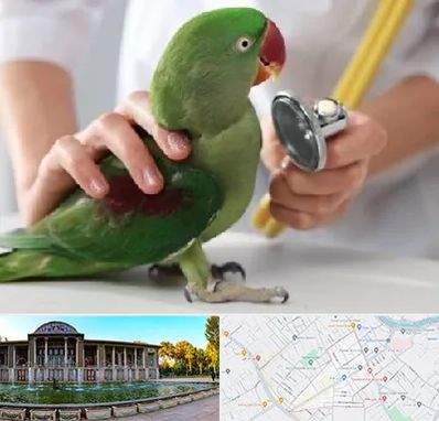 درمانگاه شبانه روزی پرندگان در عفیف آباد شیراز