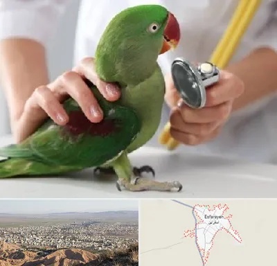 درمانگاه شبانه روزی پرندگان در اسفراین