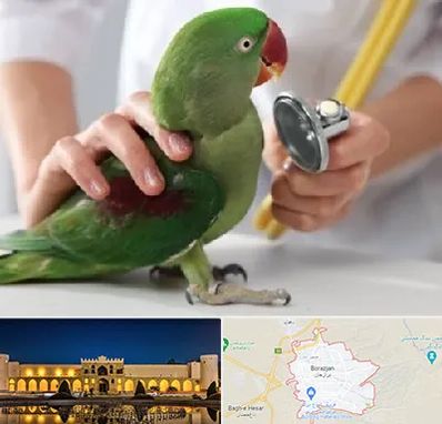 درمانگاه شبانه روزی پرندگان در برازجان