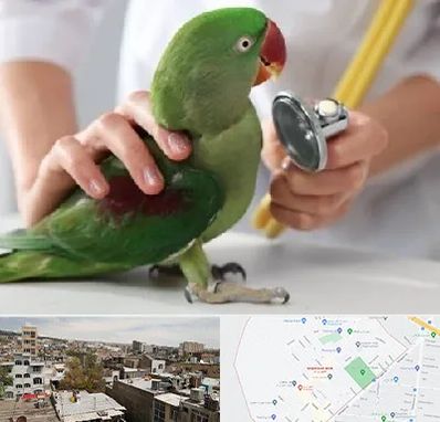 درمانگاه شبانه روزی پرندگان در شمیران نو