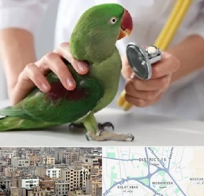 درمانگاه شبانه روزی پرندگان در جنوب شرق تهران