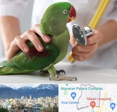 درمانگاه شبانه روزی پرندگان در آجودانیه 