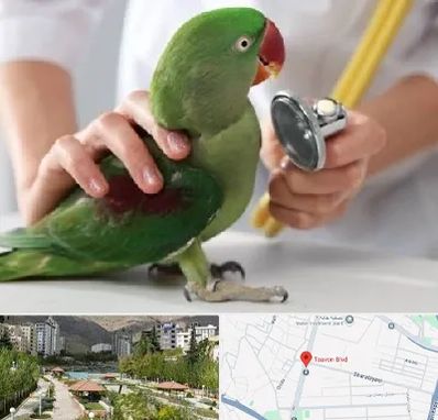 درمانگاه شبانه روزی پرندگان در بلوار تعاون