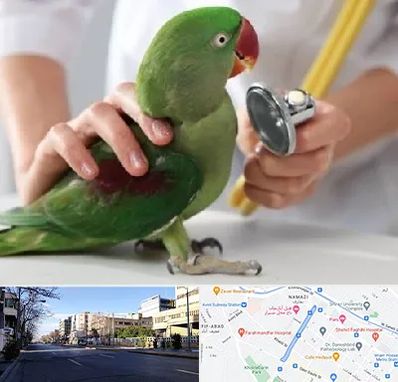 درمانگاه شبانه روزی پرندگان در خیابان ملاصدرا شیراز