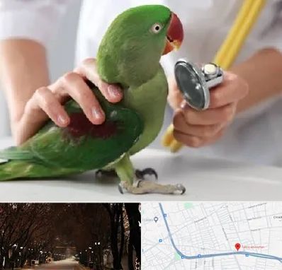 درمانگاه شبانه روزی پرندگان در ابوریحان تبریز