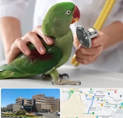 درمانگاه شبانه روزی پرندگان در صیاد شیرازی مشهد