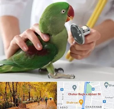 درمانگاه شبانه روزی پرندگان در چهارباغ اصفهان