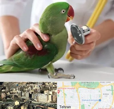 درمانگاه شبانه روزی پرندگان در مرزداران 