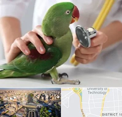 درمانگاه شبانه روزی پرندگان در استاد معین 