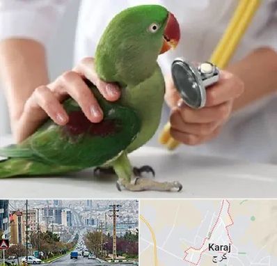 درمانگاه شبانه روزی پرندگان در گوهردشت کرج 