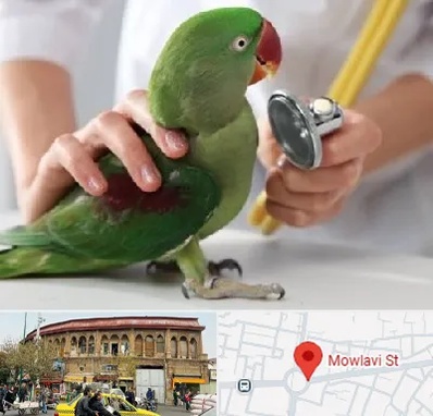 درمانگاه شبانه روزی پرندگان در مولوی