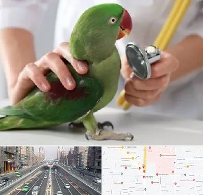 درمانگاه شبانه روزی پرندگان در توحید 