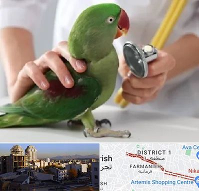 درمانگاه شبانه روزی پرندگان در فرمانیه 