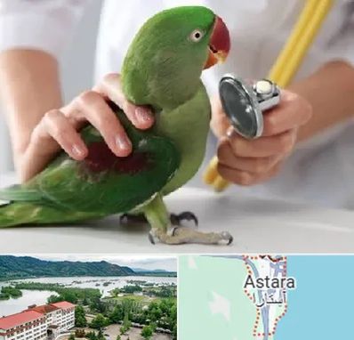 درمانگاه شبانه روزی پرندگان در آستارا