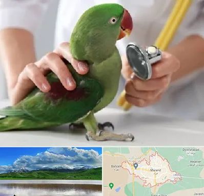 درمانگاه شبانه روزی پرندگان در مرند