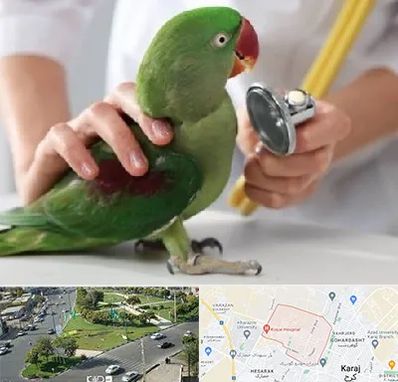 درمانگاه شبانه روزی پرندگان در شاهین ویلا کرج