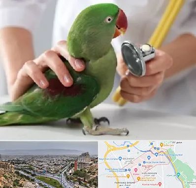 درمانگاه شبانه روزی پرندگان در معالی آباد شیراز