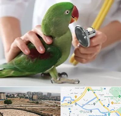 درمانگاه شبانه روزی پرندگان در کوی وحدت شیراز